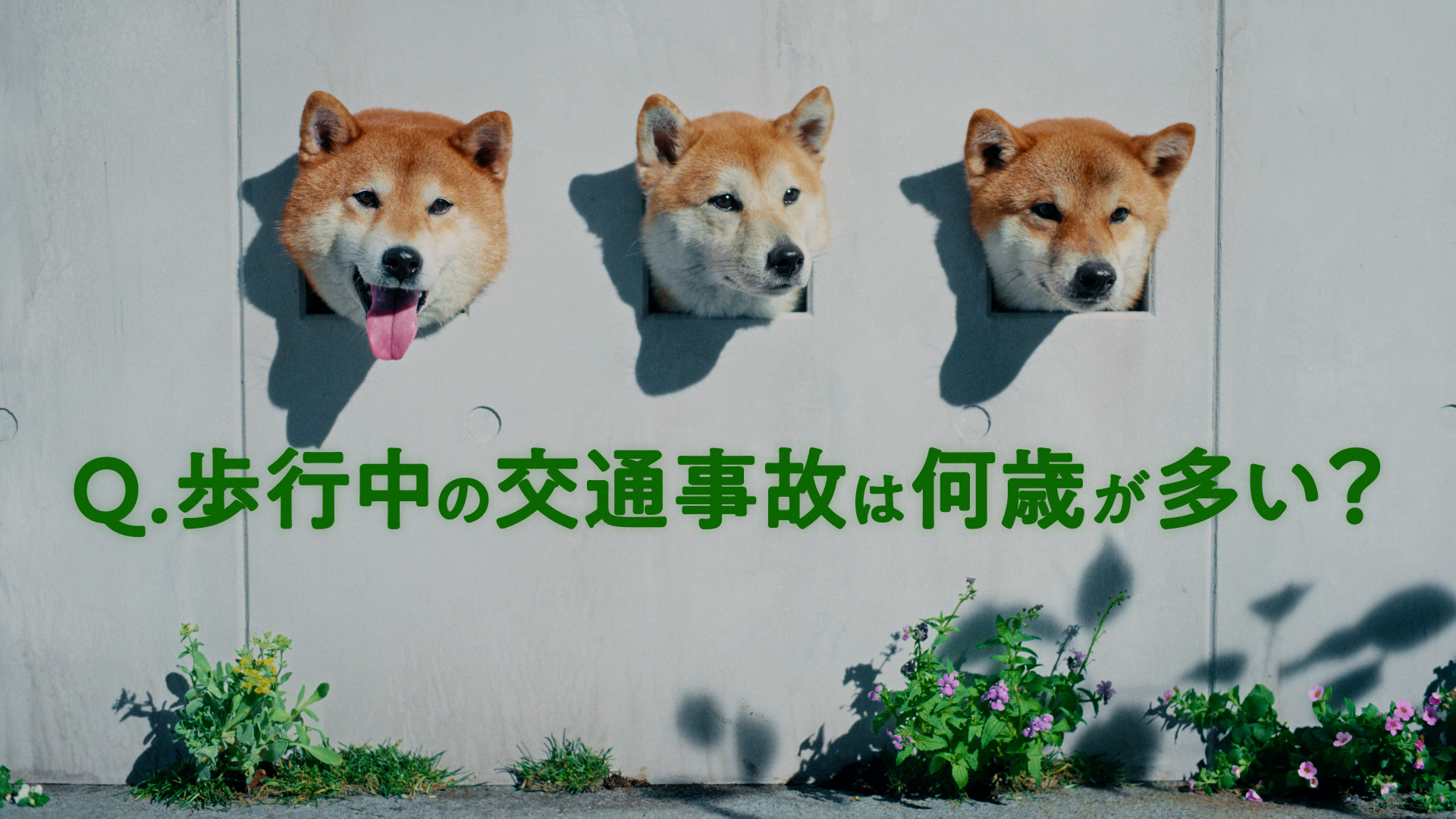 柴犬三兄弟が顔を出してクイズを出します